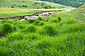 Scenic summer grass by the River of Uvac.jpg