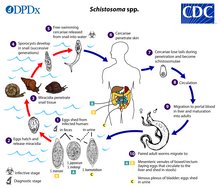Life cycle of Schistosoma spp. Schistosomiasis life cycle.png