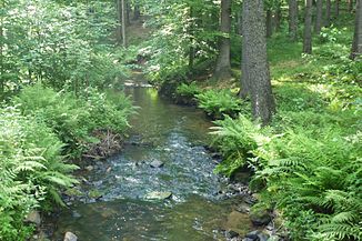 The Schullwitzbach in the Lieblingstal near Dittersbach