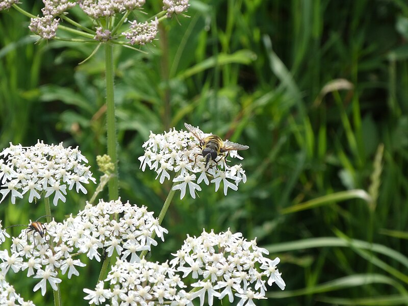 File:Schwebfliege an Wiesenkerbel, Wasserkuppenrhön im Bereich Mathesberg II.jpg