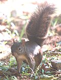 Miniatura para Sciurus aestuans