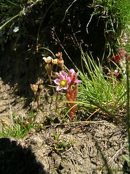 Sedum villosum