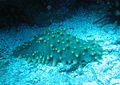 Sea Cucumber (Stichopus uscus)