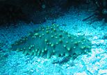Sea cucumber Isostichopus fuscus near Floreana