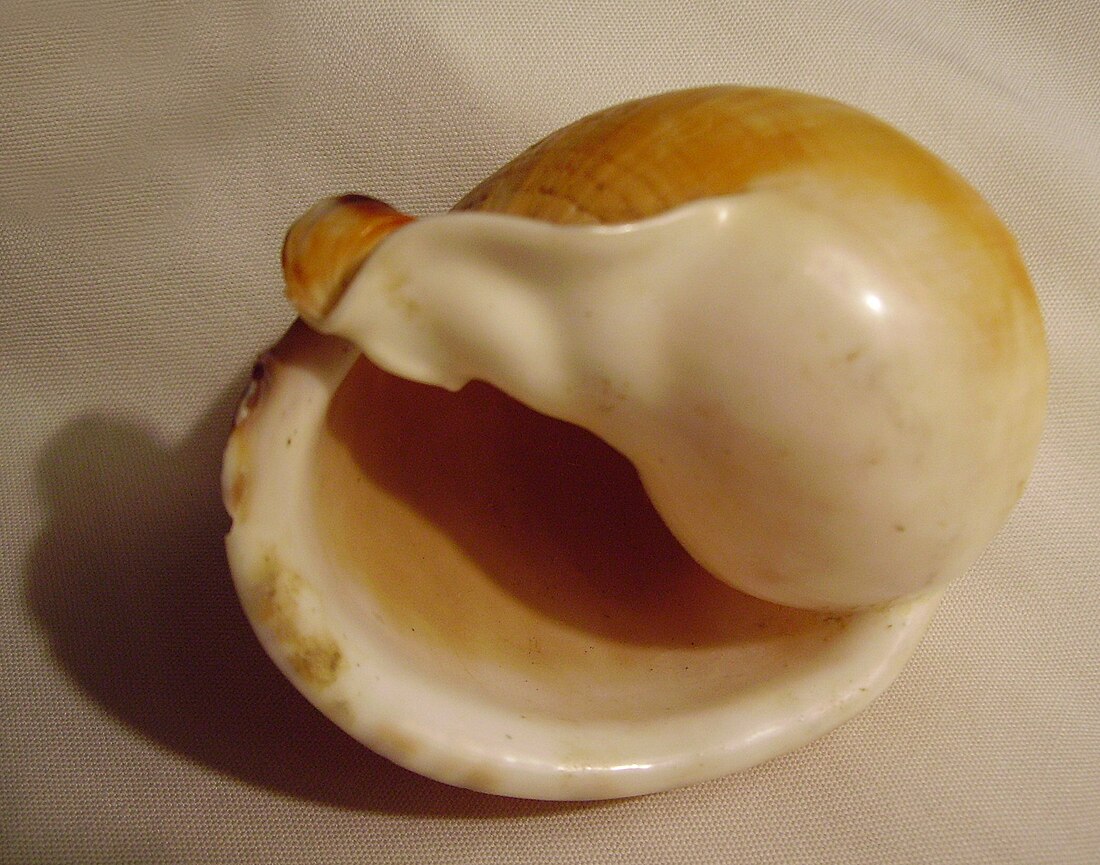 Aperture (mollusc)