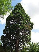 Sequoiadendron giganteum (Abattu)