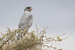 Mørk sanghøg i Serengeti, Tanzania