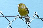 Miniatura para Llista d'aves de Canaries