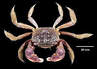 <i>Sesarma reticulatum</i> Species of crab