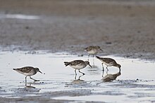 A flock of sharp-tailed sandpipers foraging Sharp-tailed Sandpipers (16047084602).jpg