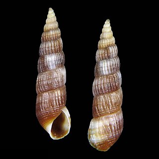 <i>Mumiola myrnae</i> Species of gastropod