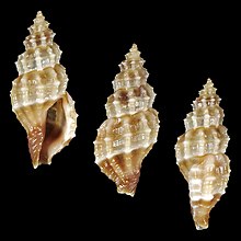 Shell Tritonoturris sottoae.jpg