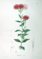 Flora Japonica (1870), as Silene banksia