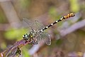 * Nomination Small pincertail (Onychogomphus forcipatus albotibialis) male --Charlesjsharp 08:57, 28 August 2021 (UTC) * Promotion  Support Good quality. --Andrew J.Kurbiko 09:52, 28 August 2021 (UTC)