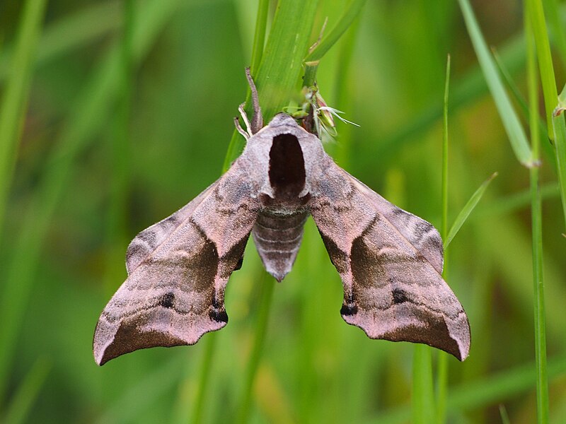 File:Smerinthus ocellata Nastrosz półpawik 2020-05-31 03.jpg