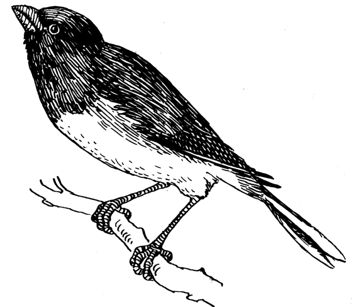 File:Snowbird (PSF).png