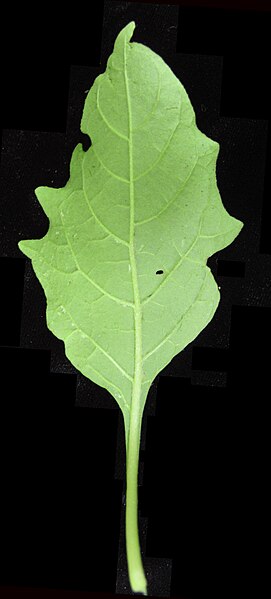 File:Solanum nigrum 15-p.bot-solana.nigr-004.jpg