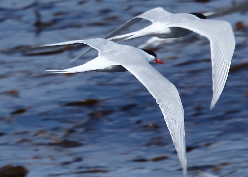 File:South American Terns (5525356968).jpg