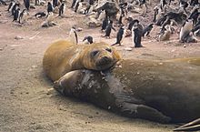 Southern elephant seal Southern elephant seal.jpg