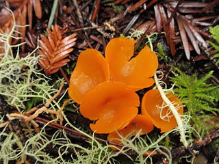 <i>Sowerbyella</i> Genus of fungi