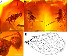 Spathiopteryx soosi.jpg