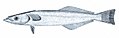 Spearfish remora or swordfish sucker (Remora brachyptera).