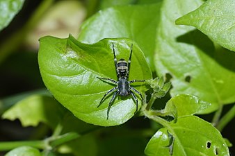 Myrmarachne plataleoides