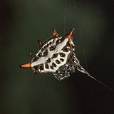 Spiny-backed orb-weaver (Gasteracantha sanguinolenta) female dorsal Principe.jpg