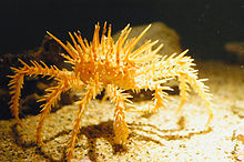 Spiny king crab.jpg