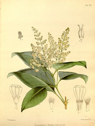 <i>Spiraeanthemum</i> Extinct genus of plants