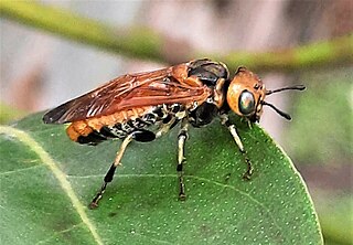 <span class="mw-page-title-main">Spitfire sawfly</span> Species of sawfly