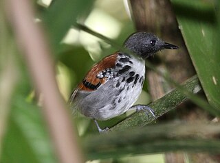 Spotted antbird Species of bird