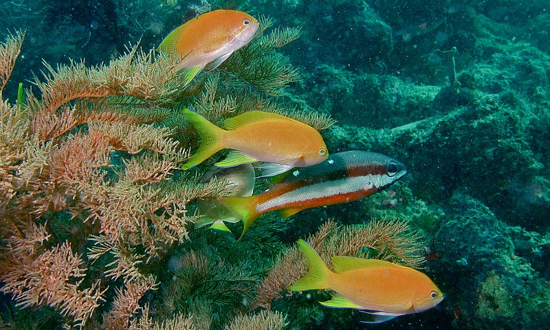 File:Square-spot Fairy Basslets (Pseudanthias pleurotaenia) female and Two-spot Banded Snapper (Lutjanus biguttatus) (8498479068).jpg