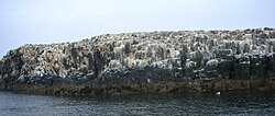 Staple Island