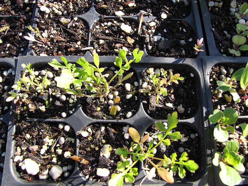 File:Starr-090801-3492-Lepidium sativum-seedlings in plugs-Olinda-Maui (24877544921).jpg