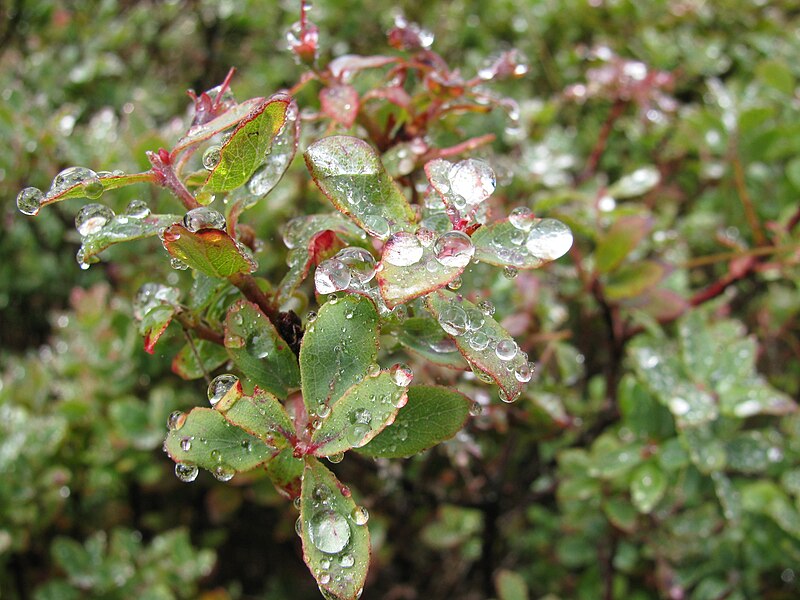 File:Starr-100412-2446-Vaccinium calycinum-leaves with raindrops-Waikamoi-Maui (24935208081).jpg