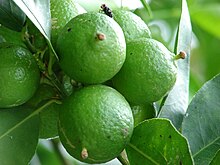 Fruit waxing - Wikipedia