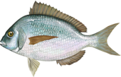 Illustration of a living Stenotomus chrysops, or scup Stenotomus chrysops.png