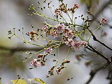 Flower in Bangladesh Stereospermum chelonoides Parul (c)Md Sharif Hossain Sourav (2).jpg