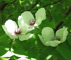 Description de l'image Stewartia_malacodendron.jpg.