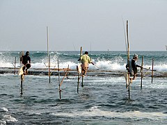 Trampoli pescatori, Sri Lanka