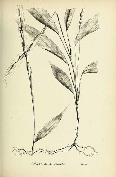 File:Streptochaeta spicata - Species graminum - Volume 3.jpg