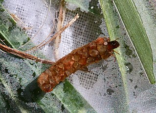 <i>Psilotreta rufa</i> Species of caddisfly