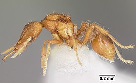 Strumigenys rofocala