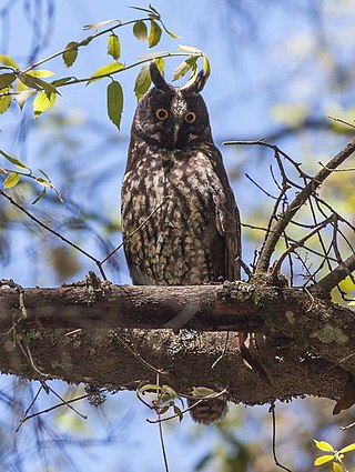 <span class="mw-page-title-main">Stygian owl</span> Species of owl