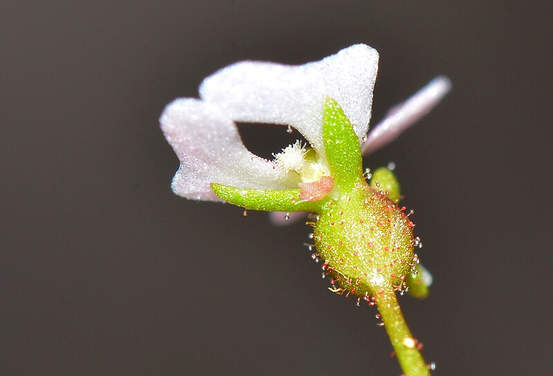 File:Stylidium calcaratum - 30420496984.jpg