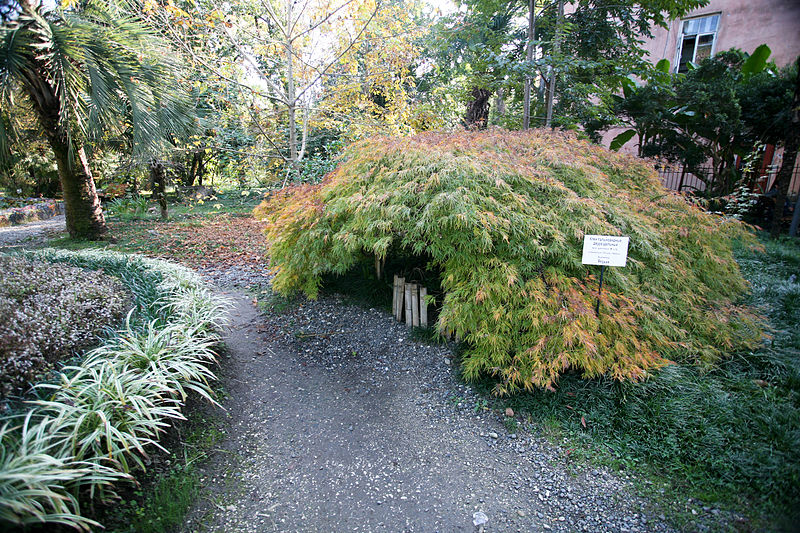 File:Sukhumi Botanical garden (3337639665).jpg