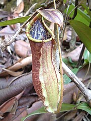 List of Nepenthes natural hybrids - Wikipedia