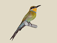 Bee-eater, Swallow-tailed Merops hirundineus