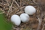 Swamp Harrier eggs in nest.jpg